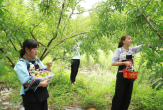 镇宁蜂糖李