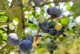 麻江蓝莓