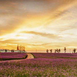 旅游地理：放马坪高山草原