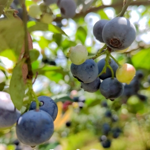 麻江蓝莓
