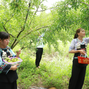 镇宁蜂糖李