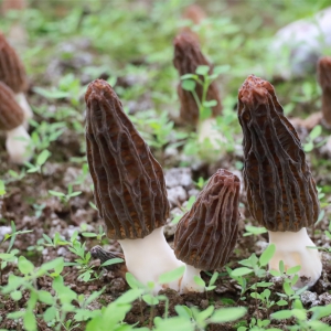 贵州黔菌