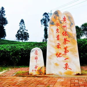2025年贵州绿茶第一采在黔西南普安县隆重开采